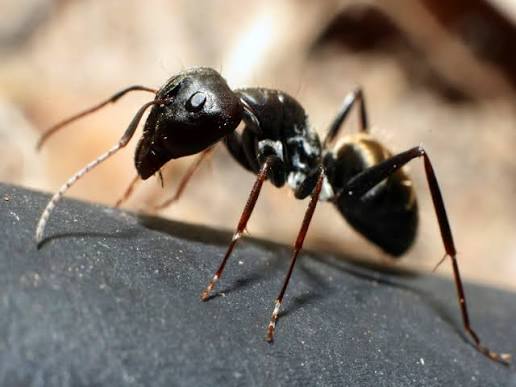 Ants Photo
