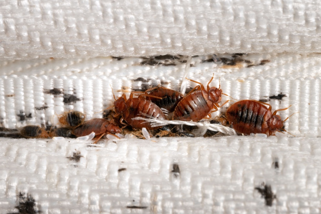 Bedbugs Photo