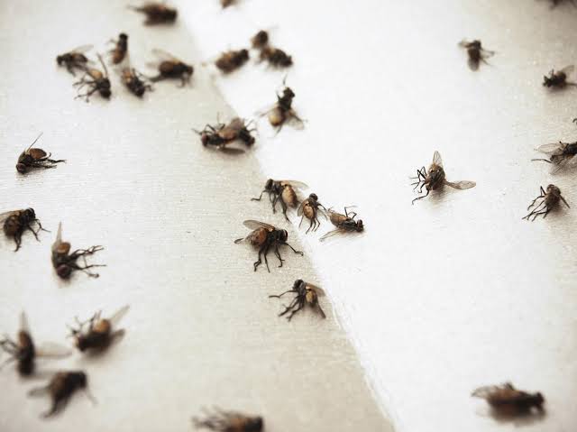 Flies Photo