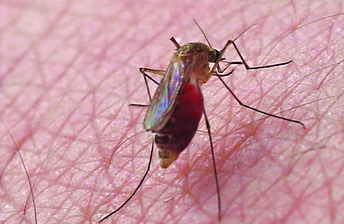 Mosquitoes Photo