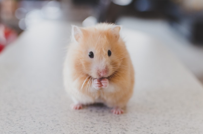 Rats & Rodents Photo