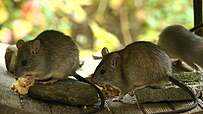 Rats at wooden structure