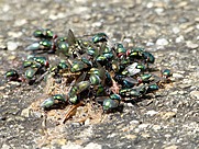 Flies are gathered at surface