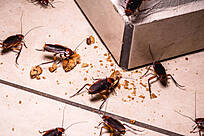 cockroaches in home