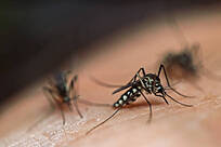 Mosquitoes bite on hand
