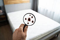 Bedbugs in bed