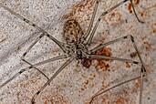 Spider at the corner